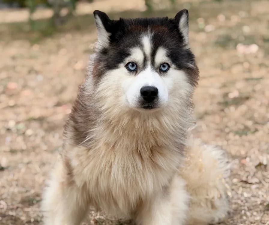 Anouck, male young Husky for adoption at SPA Compiègne, Compiègne