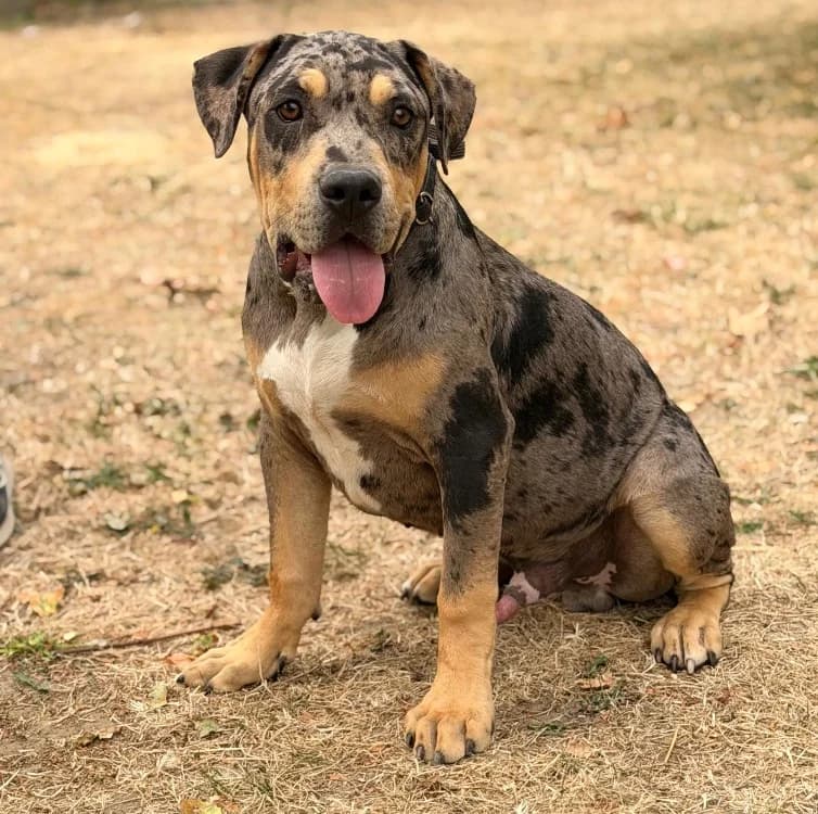 Bowser, male American Bully for adoption at SPA Compiègne, Compiègne