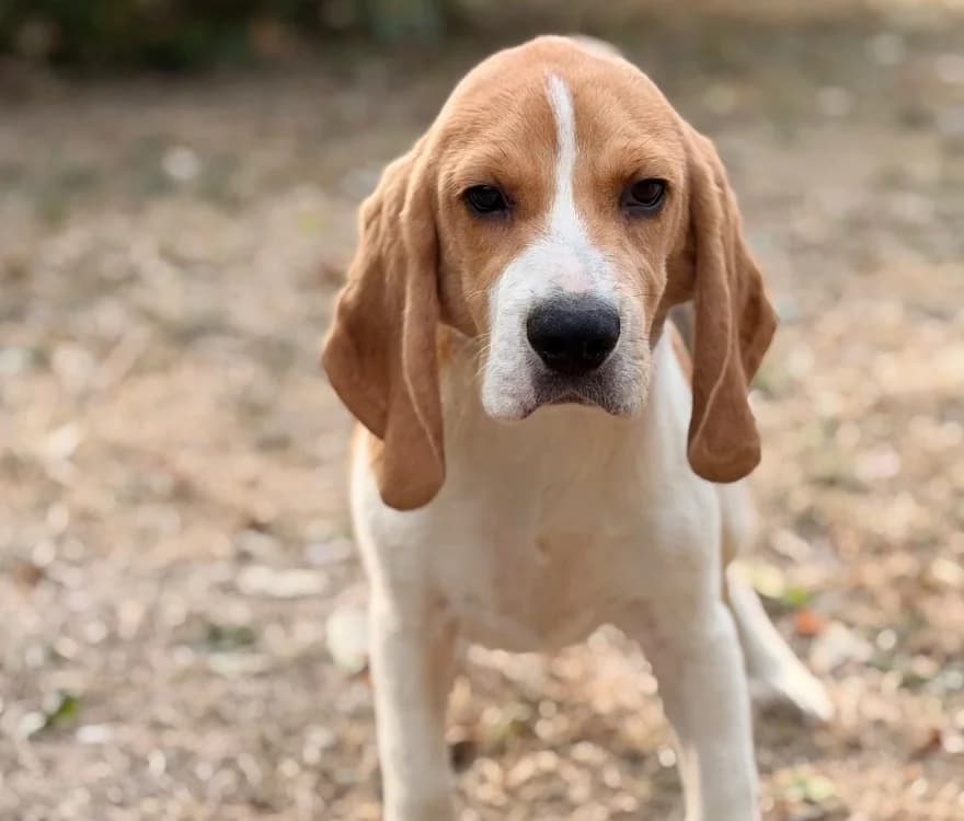 Babou, male puppy Beagle for adoption at SPA Compiègne, Compiègne