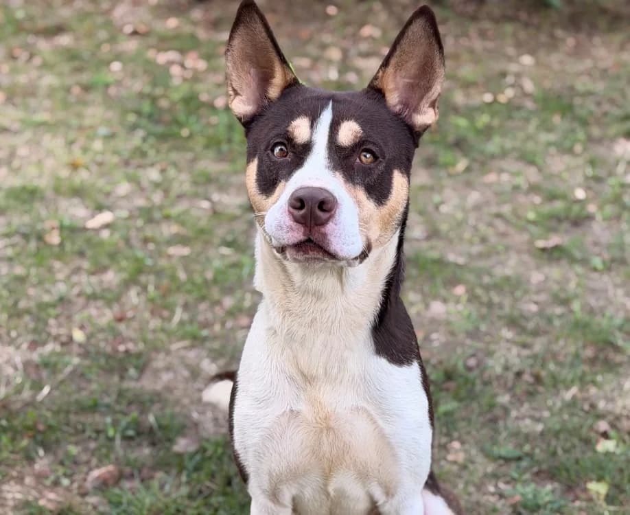 Pinto, male young Husky for adoption at SPA Compiègne, Compiègne