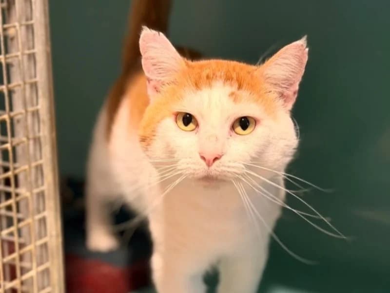 Grododu, male 5yo Mixed Breed for adoption at SPA Compiègne, Compiègne