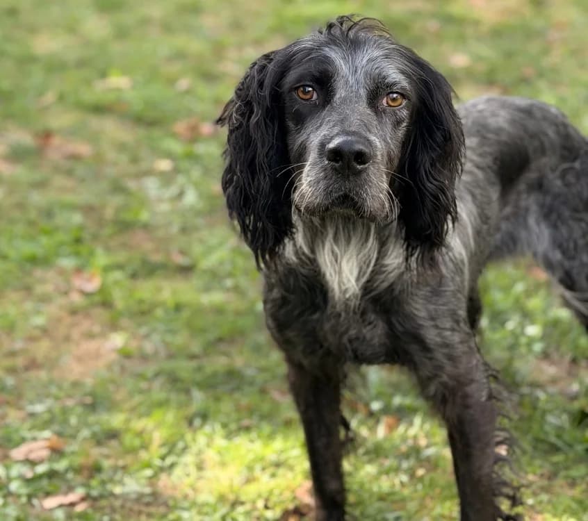 Marley, male young English Setter for adoption at SPA Compiègne, Compiègne