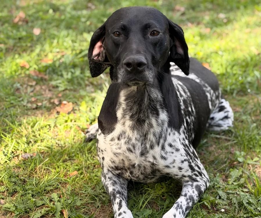 Tess, female 6yo Pointer for adoption at SPA Compiègne, Compiègne
