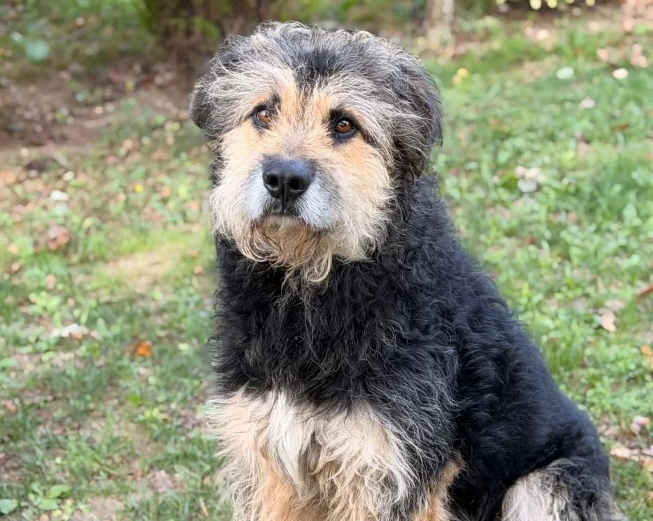 Max, male 6yo Bernese Mountain Dog for adoption at SPA Compiègne, Compiègne