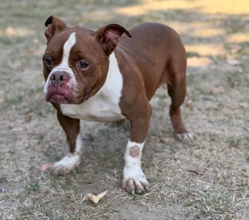 Micky, male American Bully for adoption at SPA Compiègne, Compiègne