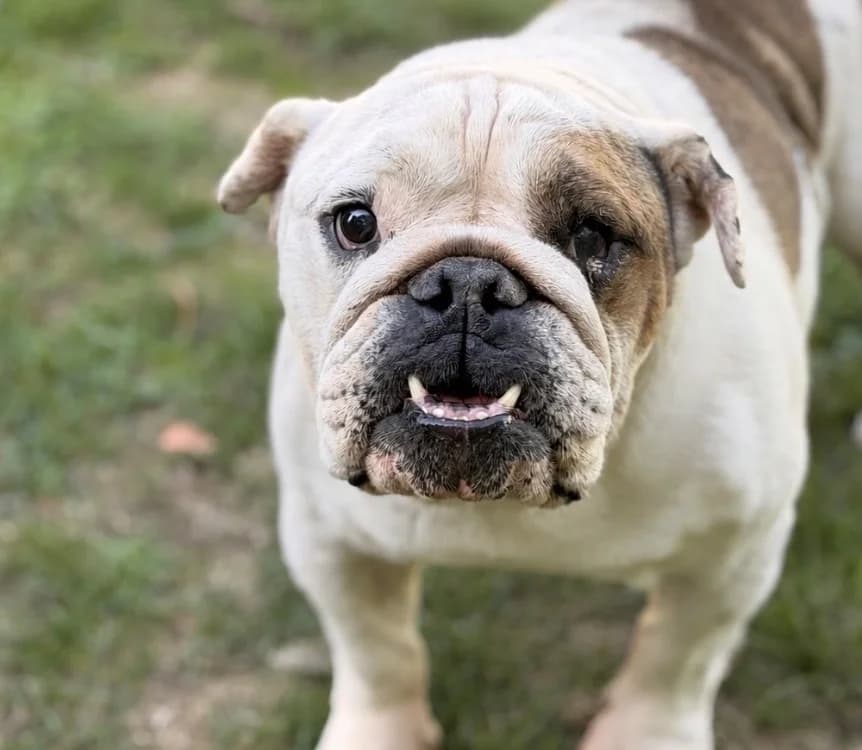 Beautiful, male senior French Bulldog for adoption at SPA Compiègne, Compiègne