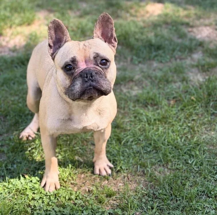 Kiko, male 4yo French Bulldog for adoption at SPA Compiègne, Compiègne