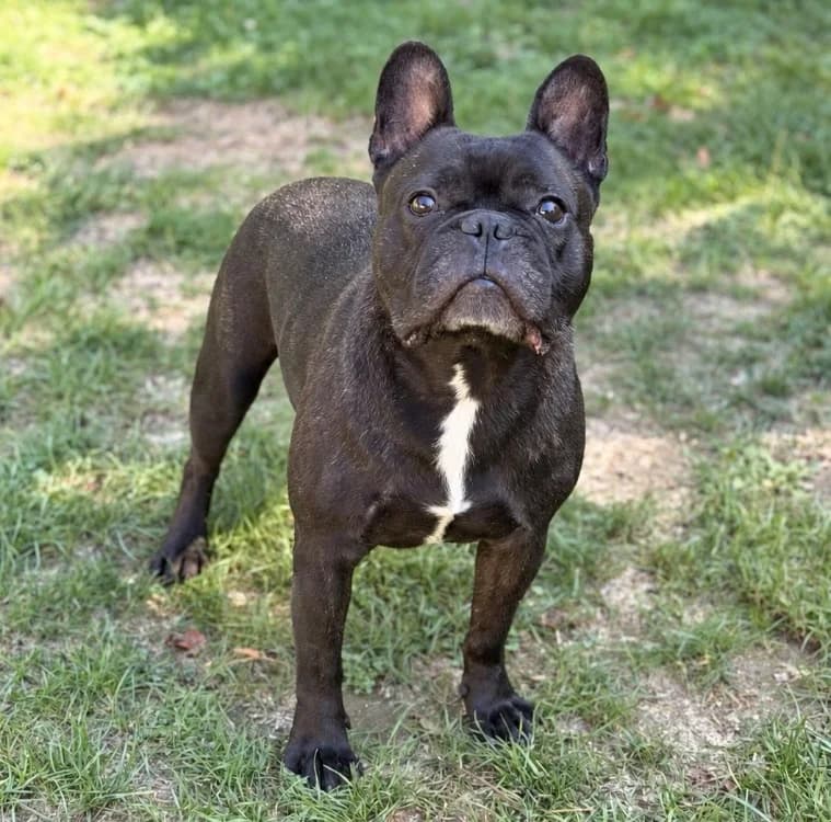 Jack, male 5yo French Bulldog for adoption at SPA Compiègne, Compiègne