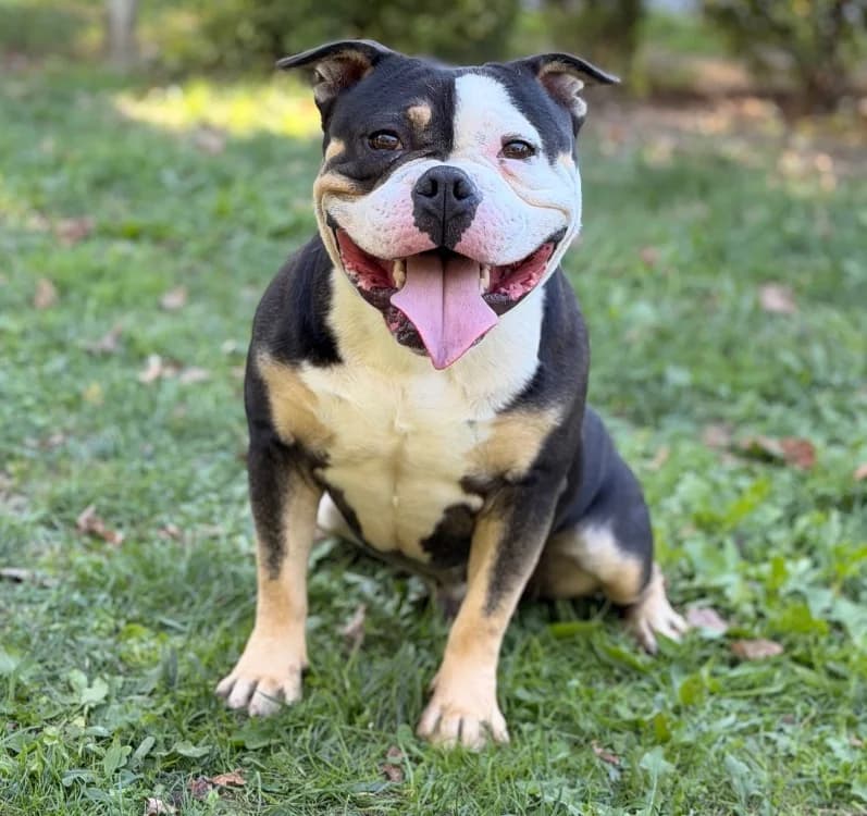 Buster, male young American Bully for adoption at SPA Compiègne, Compiègne