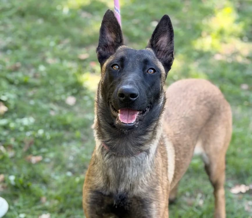 Becca, female Belgian Malinois for adoption at SPA Compiègne, Compiègne