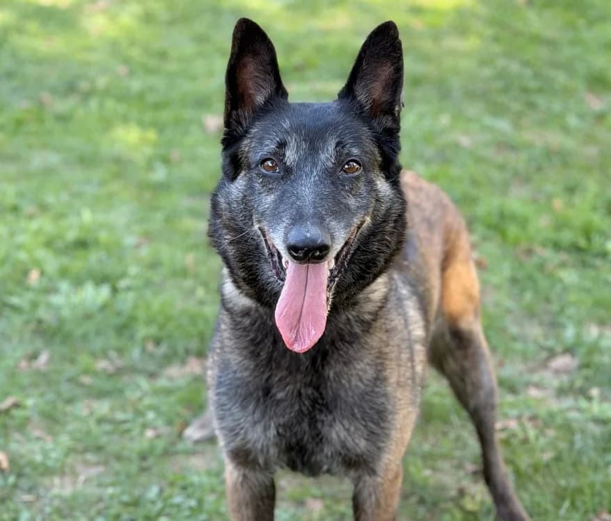 Rexy, female Belgian Malinois for adoption at SPA Compiègne, Compiègne