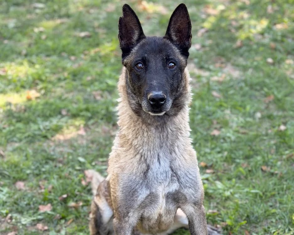 Laya, female Belgian Malinois for adoption at SPA Compiègne, Compiègne