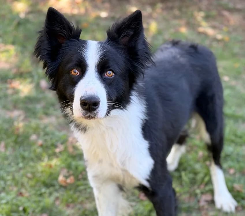 Drago, male 5yo Border Collie for adoption at SPA Compiègne, Compiègne