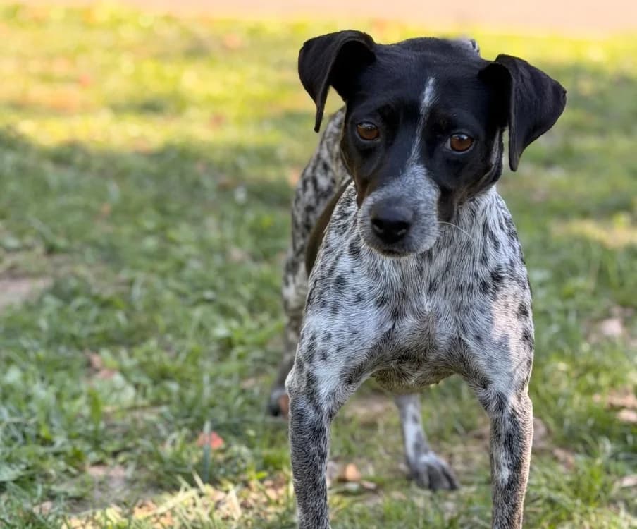Plume, female Jack Russell Terrier for adoption at SPA Compiègne, Compiègne