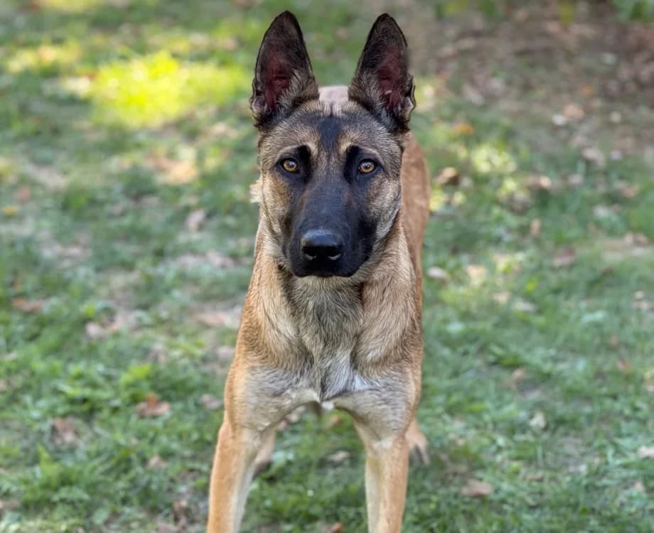 Nami, female Belgian Malinois for adoption at SPA Compiègne, Compiègne