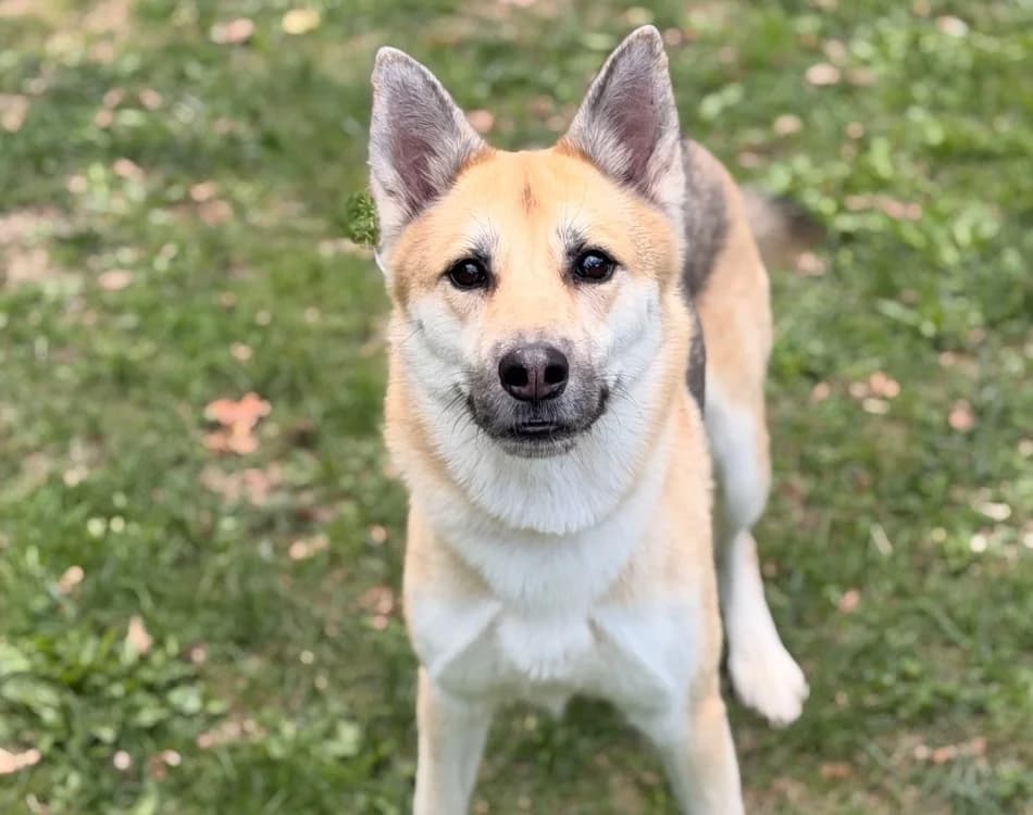 Taya, female 4yo German Shepherd for adoption at SPA Compiègne, Compiègne