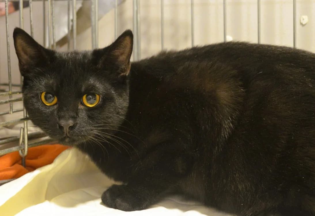 Eros, male Mixed Breed for adoption at SPA Compiègne, Compiègne