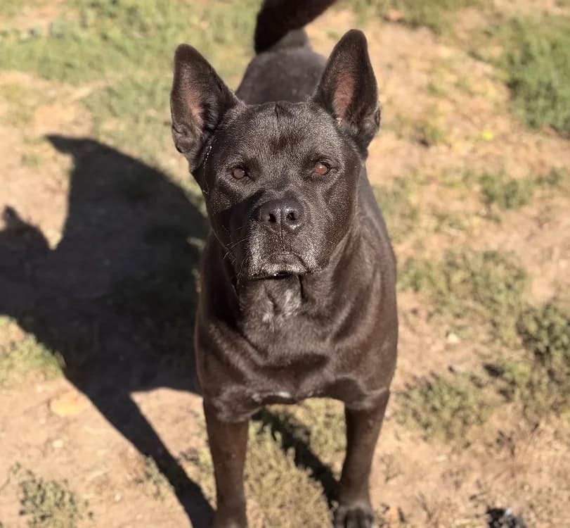 Horus, male 4yo Akita for adoption at SPA Compiègne, Compiègne