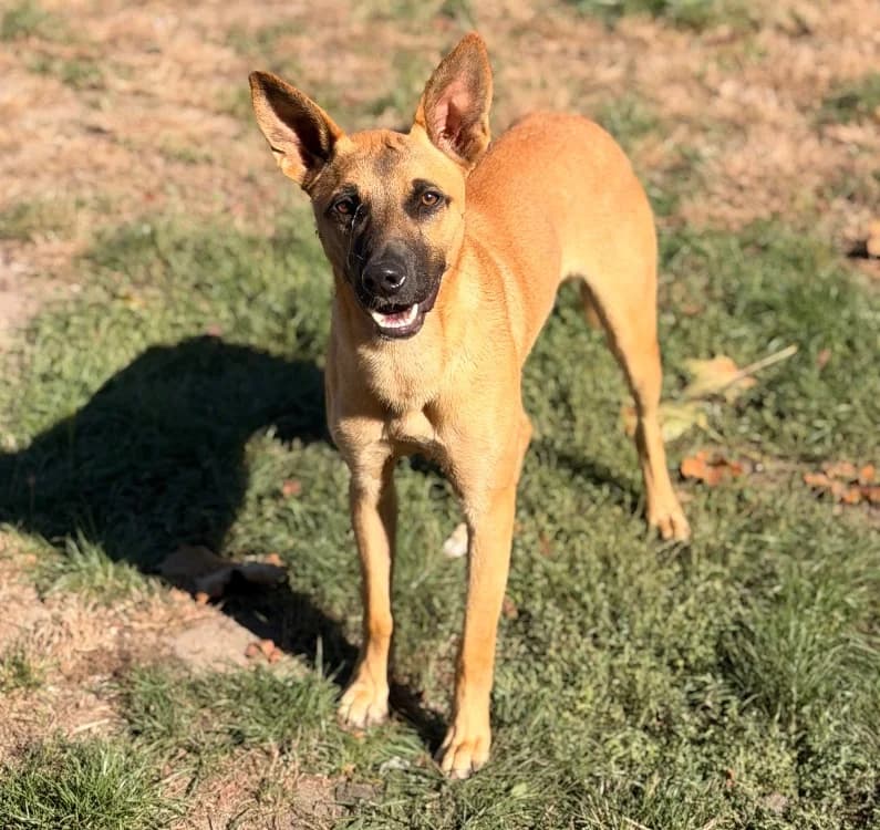 Socrate, male Mixed Breed for adoption at SPA Compiègne, Compiègne