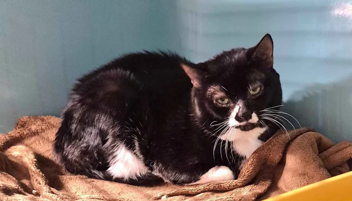 Burton, male mixed breed for adoption at SPA Crozon, Crozon