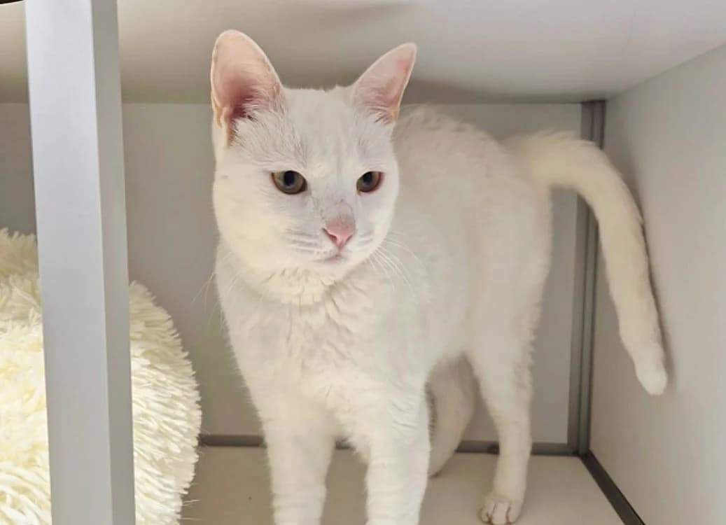 Adèle, female 3yo Mixed Breed for adoption at SPA Crozon, Crozon