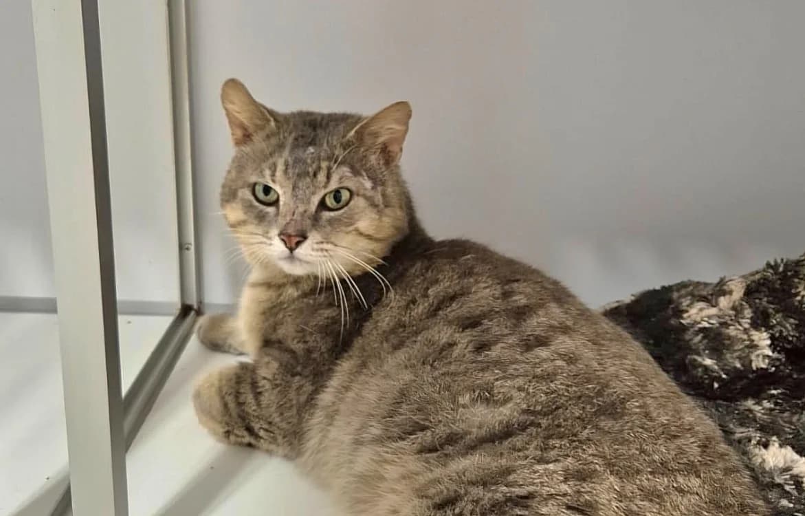 theodore, male 5yo Mixed Breed for adoption at SPA Crozon, Crozon