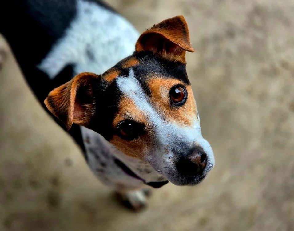 Thio, male 7yo Jack Russell Terrier for adoption at SPA Crozon, Crozon