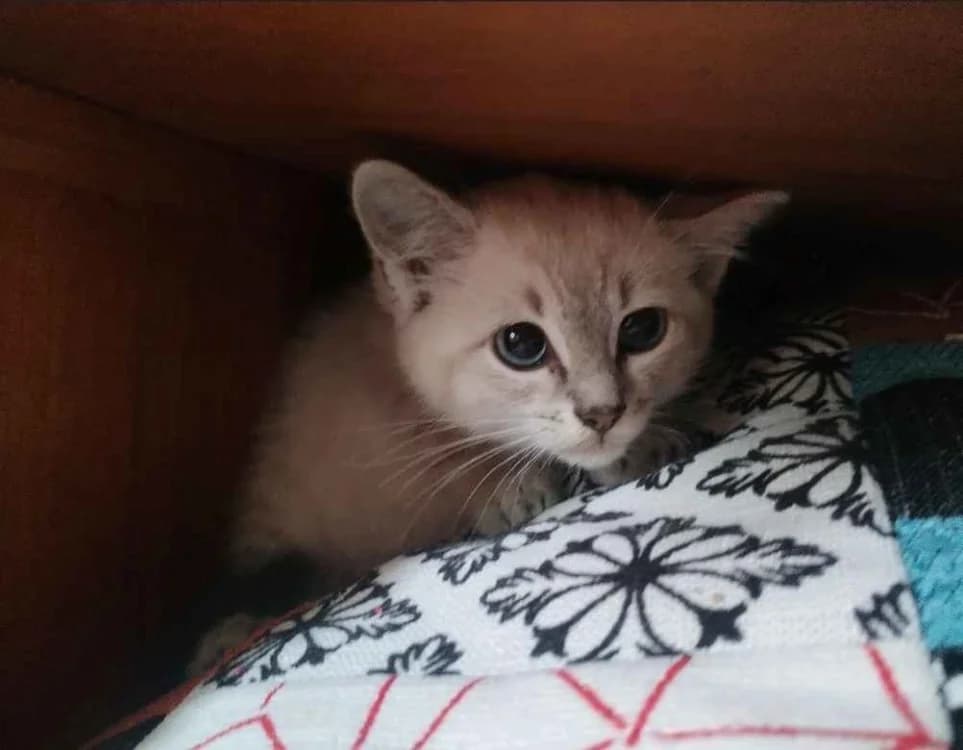 cristal, female Mixed Breed for adoption at SPA Crozon, Crozon