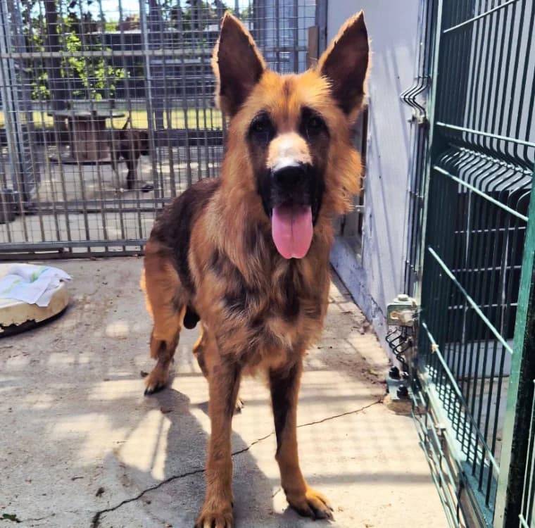 Spartan, male 6yo German Shepherd for adoption at SPA Crozon, Crozon