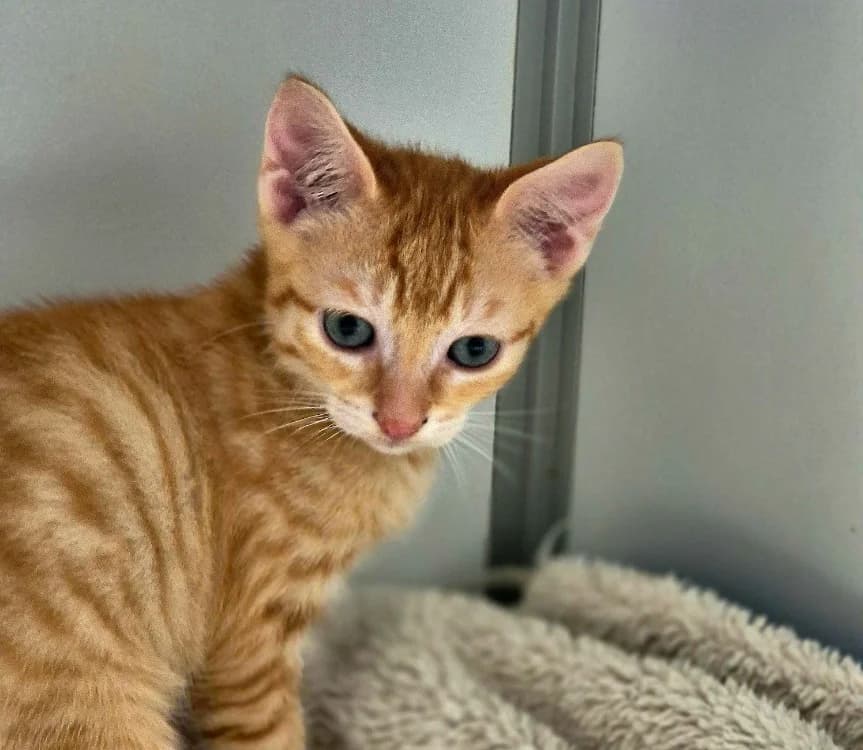 BASILIC (RESERVE), male mixed breed for adoption at SPA Crozon, Crozon