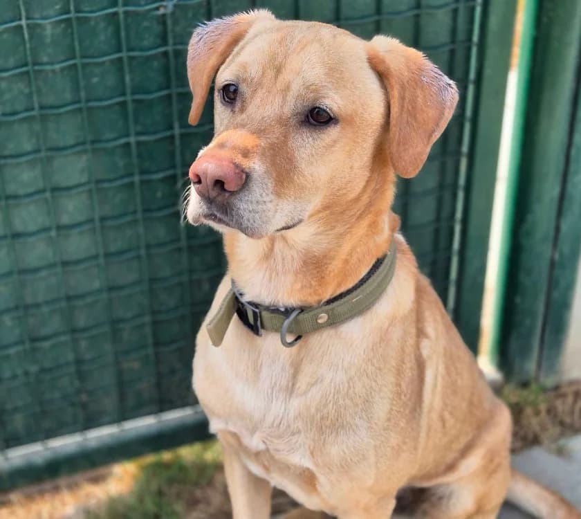 MAX, male 6yo Mixed Breed for adoption at SPA Crozon, Crozon
