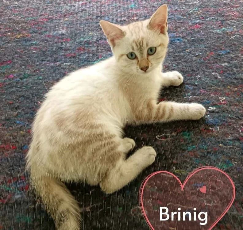 BRINIG(réservé), female Mixed Breed for adoption at SPA Crozon, Crozon