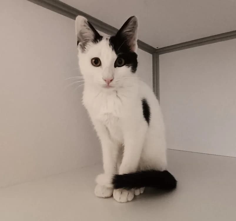 Fred, Mixed Breed (SPA Crozon)