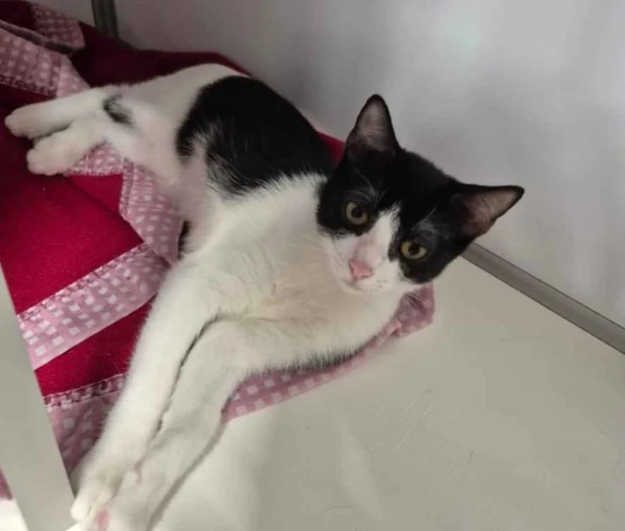 Bree, female Mixed Breed for adoption at SPA Crozon, Crozon