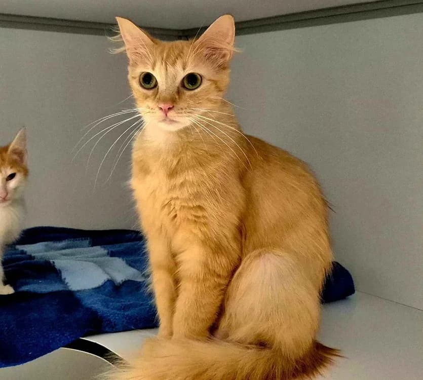 EDAM, female young Mixed Breed for adoption at SPA Crozon, Crozon