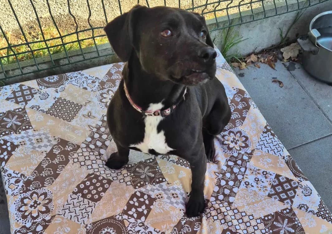 marcus, male senior Labrador Retriever for adoption at SPA Crozon, Crozon