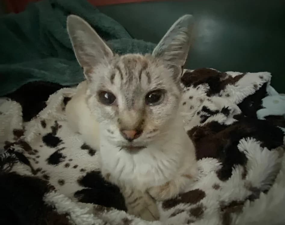 Gnocchi, female Mixed Breed for adoption at SPA Crozon, Crozon