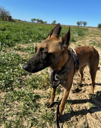 Turka, female 4yo Belgian Malinois for adoption at SPA DDA de Béziers et sa région