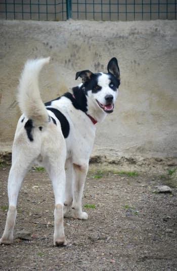 Flash, male 3yo Husky for adoption at SPA DDA de Béziers et sa région