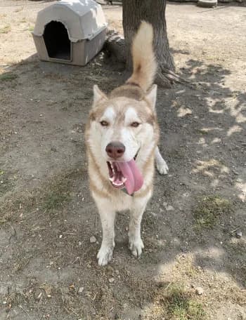 Togo, male young Alaskan Malamute for adoption at SPA DDA de Béziers et sa région