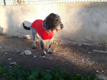 Léon, male senior Mixed Breed for adoption at SPA DDA de Béziers et sa région