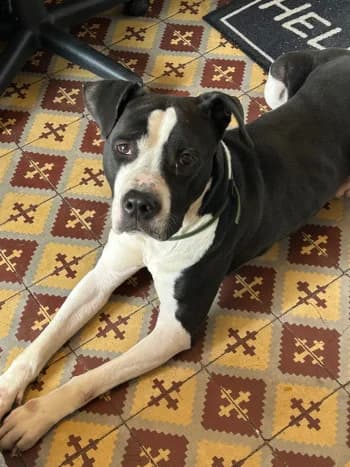 Yekun, male 3yo American Staffordshire Terrier for adoption at SPA DDA de Béziers et sa région