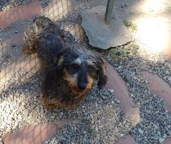 Bandy, male 6yo Dachshund for adoption at SPA DDA de Béziers et sa région