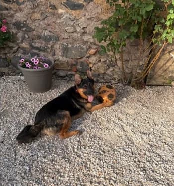 Bandit, male young German Shepherd for adoption at SPA DDA de Béziers et sa région