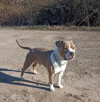 Tommy, male 4yo American Staffordshire Terrier for adoption at SPA DDA de Béziers et sa région