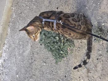 Naïr, male 5yo Bengal for adoption at SPA DDA de Béziers et sa région