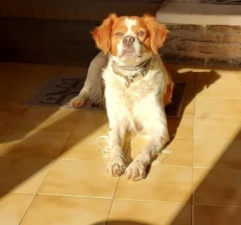 Nupin, Orange et blanc male senior Brittany Spaniel for adoption at SPA DDA de Béziers et sa région