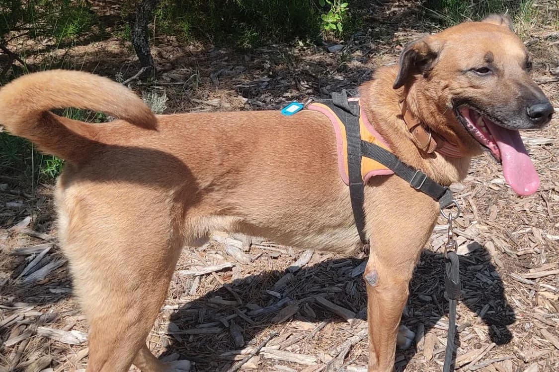 Gerico, male 5yo mixed breed for adoption at SPA Draguignan (Flayosc), Draguignan
