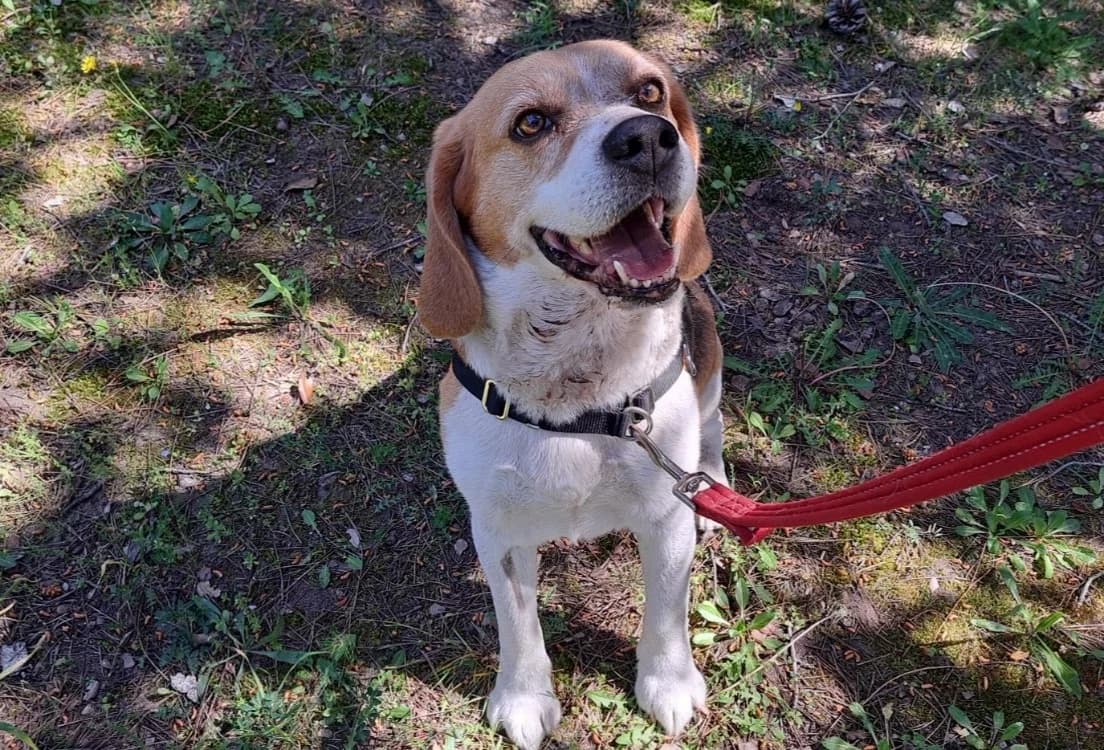 Marquis, male Beagle for adoption at SPA Millau, Millau