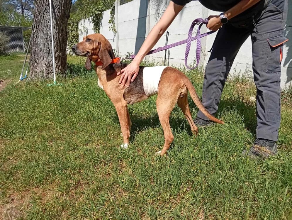 Pila, female 4yo mixed breed for adoption at SPA Draguignan (Flayosc), Draguignan